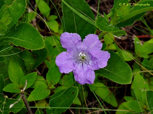 {Ruellia humilis}